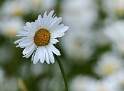 Blume D31_1611 Kopie.jpg   26.04